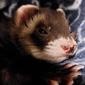Snails: A sable ferret laying on a dark blue blanket. She has a very speckled nose.
