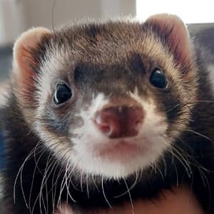 Spud: A black sable ferret being held. He has a dark nose.