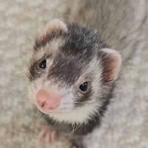 Teep: A silver ferret looks towards the viewer.