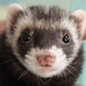 Thelma: A sable ferret looking towards the viewer. She has a speckled nose.