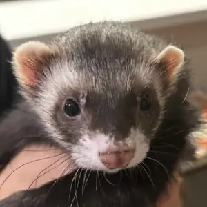 Toby: A sable ferret being held. He has a 'T'-speckled nose.