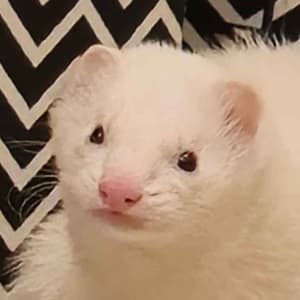 Torch: A white ferret sitting.