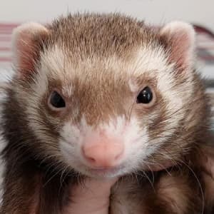 Tortilla: A champagne ferret being held. Known for climbing crimes.