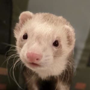 Vincent: A blaze ferret looks out from a plush castle. His mask is faint, has white mitts, and is missing most of his left ear.