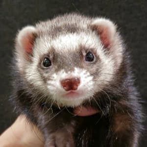 Whiskey: A sable ferret being held. He has a dark nose.